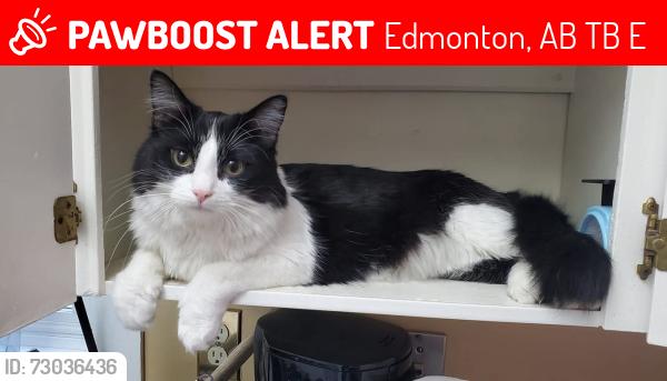 Lost Male Cat last seen St Alphonsus church, Edmonton, AB T5B 3E8