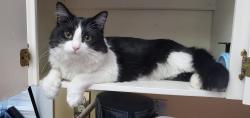 Lost Male Cat last seen St Alphonsus church, Edmonton, AB T5B 3E8