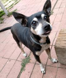 Reunited Male Dog last seen Westwood and cumberland, National City, San Diego, CA 92139