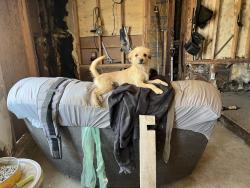 Lost Female Dog last seen Near w Nevada st ontario Ca 91762, Ontario, CA 91761