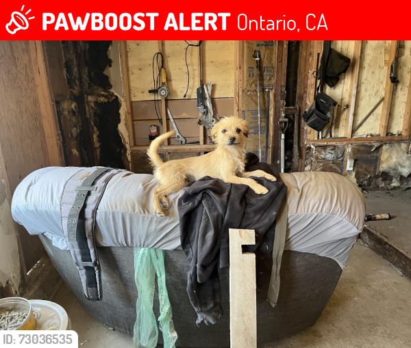 Lost Female Dog last seen Near w Nevada st ontario Ca 91762, Ontario, CA 91761