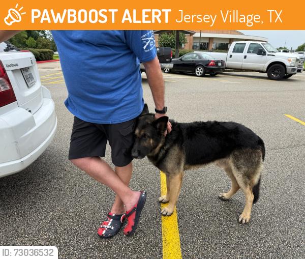 Found/Stray Male Dog last seen Rio Grand @ Village Dr by the Jersey Village Church, Jersey Village, TX 77040