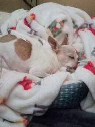 Found/Stray Female Dog last seen Montreal loop, Rio Rancho, NM 87144