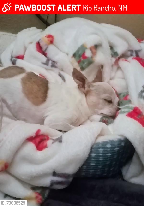 Found/Stray Female Dog last seen Montreal loop, Rio Rancho, NM 87144