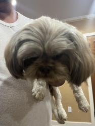 Reunited Male Dog last seen Bike trails , Santa Ana, CA 92701