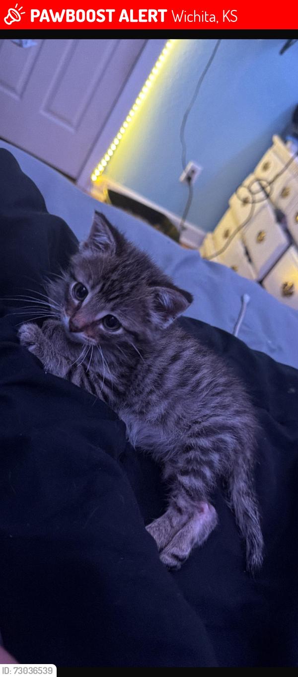 Lost Male Cat last seen 13th St north and Erie st and close to hillside, Wichita, KS 67214