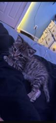 Lost Male Cat last seen 13th St north and Erie st and close to hillside, Wichita, KS 67214