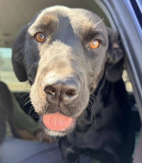 Shelter Stray Female Dog last seen LITTLE LEAGUE WESTERN REGIONAL, 6707 LITTLE LEAGUE DRIVE, SAN BERNARDINO, CA, 92407, USA, 333 Chandler Pl, San Bernardino, CA 92408, USA