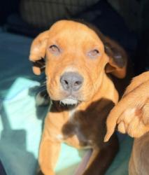 Shelter Stray Female Dog last seen LITTLE LEAGUE WESTERN REGIONAL, 6707 LITTLE LEAGUE DRIVE, SAN BERNARDINO, CA, 92407, USA, 333 Chandler Pl, San Bernardino, CA 92408, USA