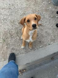 Shelter Stray Female Dog last seen LITTLE LEAGUE WESTERN REGIONAL, 6707 LITTLE LEAGUE DRIVE, SAN BERNARDINO, CA, 92407, USA, 333 Chandler Pl, San Bernardino, CA 92408, USA
