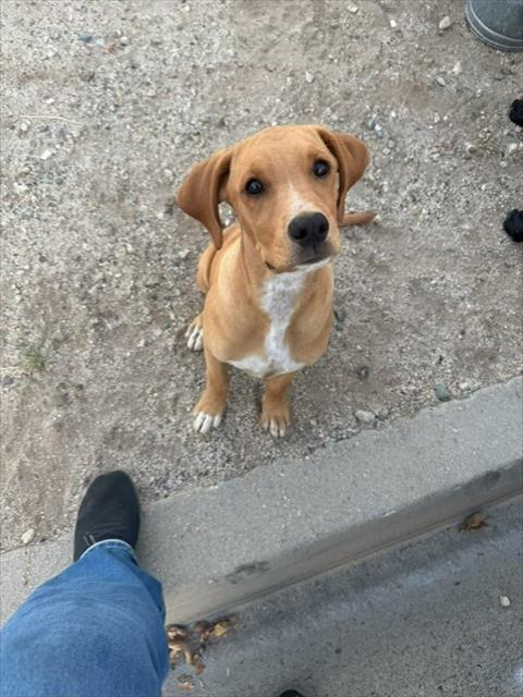 Shelter Stray Female Dog last seen LITTLE LEAGUE WESTERN REGIONAL, 6707 LITTLE LEAGUE DRIVE, SAN BERNARDINO, CA, 92407, USA, 333 Chandler Pl, San Bernardino, CA 92408, USA