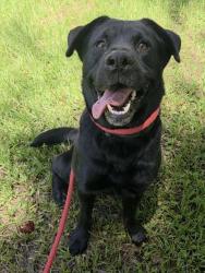 Shelter Stray Female Dog last seen Near BLOCK ANGLERS ROAD, DANIA BEACH, FLORIDA, 2400 SW 42nd St, Fort Lauderdale, FL 33312, USA