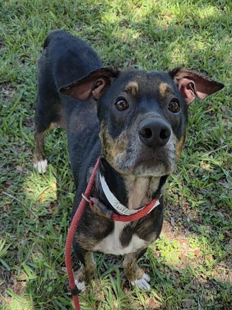 Shelter Stray Male Dog last seen Near BLOCK LANDINGS DR, LAUDERHILL FL 33319, 2400 SW 42nd St, Fort Lauderdale, FL 33312, USA