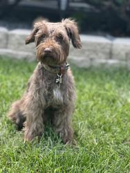 Reunited Female Dog last seen Near scott cres flossmoor, il 60422, Flossmoor, IL 60422
