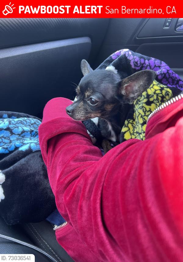 Lost Female Dog last seen Sanchez st , San Bernardino, CA 92404