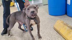 Shelter Stray Female Dog last seen Near BLOCK PICKFORD ST, DETROIT MI 48219, 7401 Chrysler Dr, Detroit, MI 48211, USA