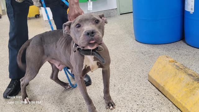 Shelter Stray Female Dog last seen Near BLOCK PICKFORD ST, DETROIT MI 48219, 7401 Chrysler Dr, Detroit, MI 48211, USA