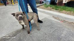Shelter Stray Female Dog last seen Near BLOCK PICKFORD ST, DETROIT MI 48219, 7401 Chrysler Dr, Detroit, MI 48211, USA