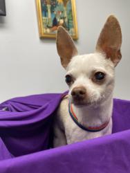 Found/Stray Male Dog last seen Significant drive off Zack Hinton , McDonough, GA 30253