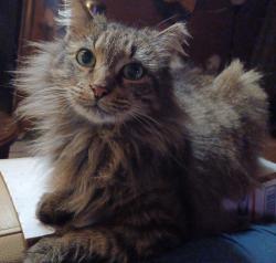 Lost Female Cat last seen Rivergate cndmniums/Parkridge Circle/Park Forest lane, Jacksonville, FL 32211