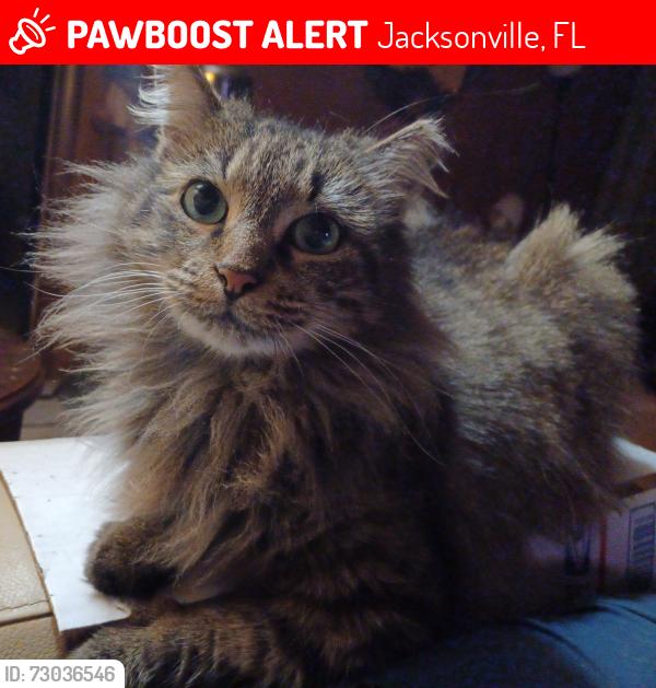 Lost Female Cat last seen Rivergate cndmniums/Parkridge Circle/Park Forest lane, Jacksonville, FL 32211