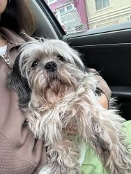 Reunited Male Dog last seen Avalon and Madrid, San Francisco, CA 94112