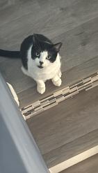 Lost Male Cat last seen Emerald , Oceanside, CA 92056