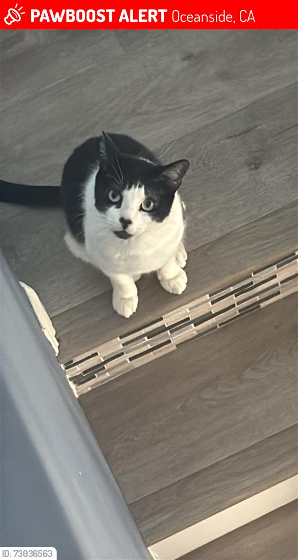 Lost Male Cat last seen Emerald , Oceanside, CA 92056