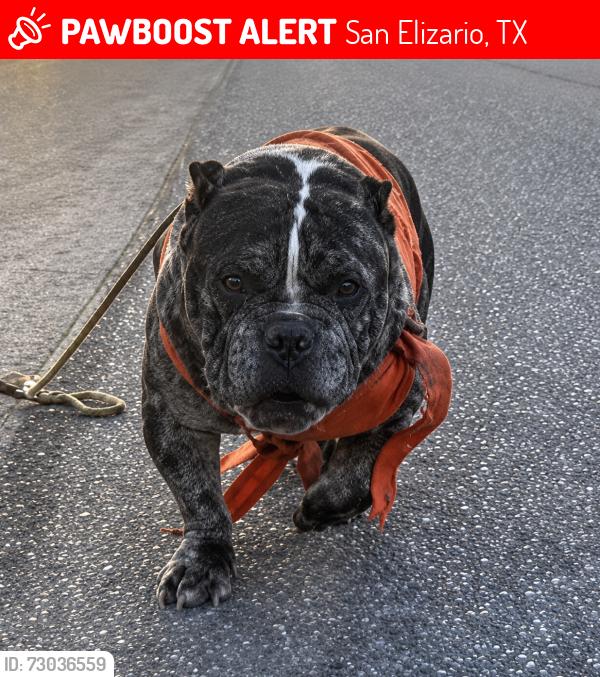 Lost Male Dog last seen Chicken ranch and valle Norway, San Elizario, TX 79849