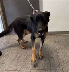 Shelter Stray Female Dog last seen , 11361 W Pico Blvd, Los Angeles, CA 90064, USA