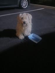 Found/Stray Unknown Dog last seen Locust, Fontana, CA 92335