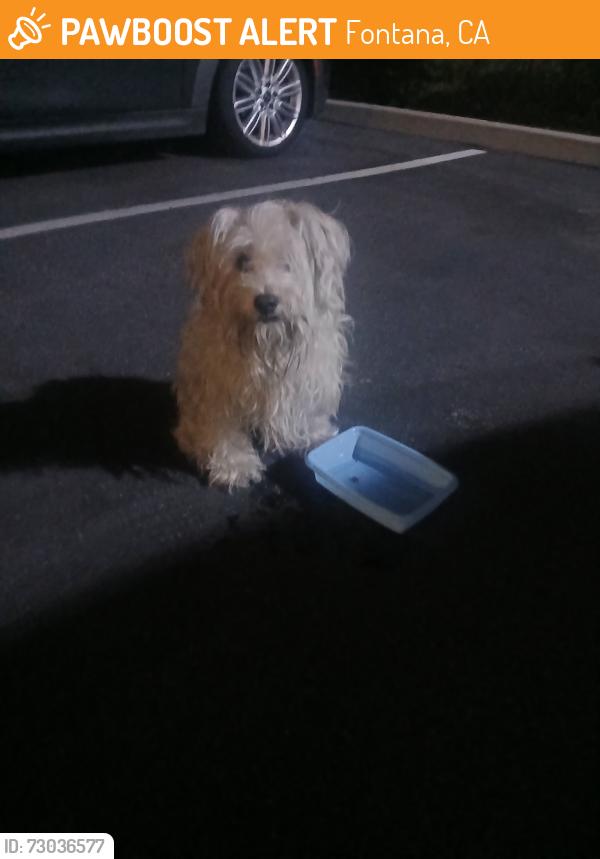 Found/Stray Unknown Dog last seen Locust, Fontana, CA 92335