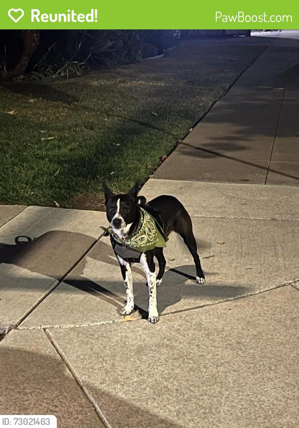 Reunited Unknown Dog last seen Asbury Street and Miller Street, San Jose, CA 95110