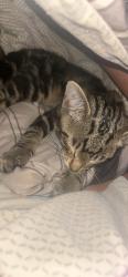 Found/Stray Male Cat last seen Suwanee Way, Dade City, FL 33523