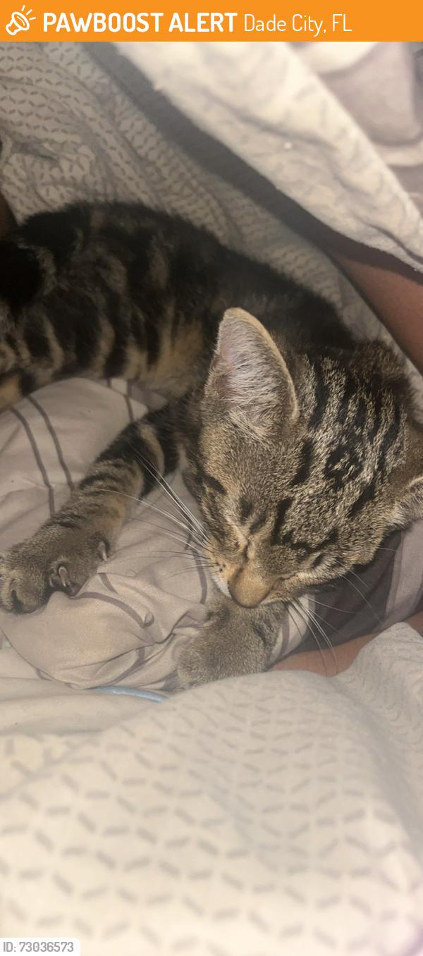 Found/Stray Male Cat last seen Suwanee Way, Dade City, FL 33523