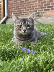 Lost Female Cat last seen Southlake hosp , Newmarket, ON L3Y 3T4