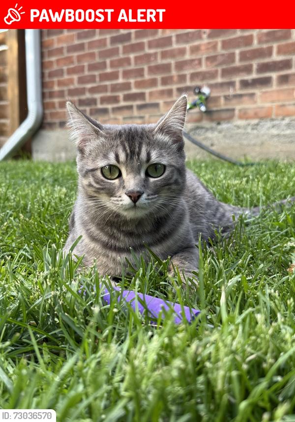 Lost Female Cat last seen Southlake hosp , Newmarket, ON L3Y 3T4