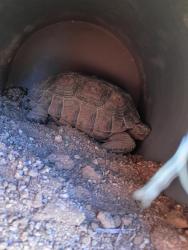 Found/Stray Unknown Reptile last seen Wrightstown and Harrison, Tucson, AZ 85715