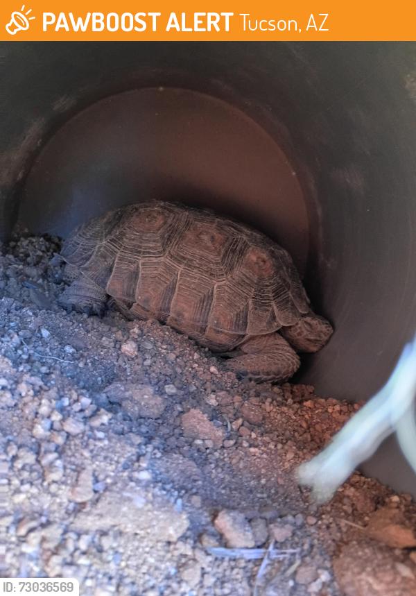 Found/Stray Unknown Reptile last seen Wrightstown and Harrison, Tucson, AZ 85715