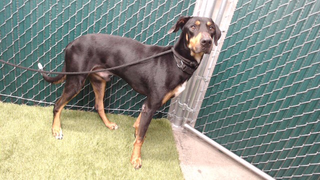 Shelter Stray Male Dog last seen , 11258 Garfield Ave, Downey, CA 90242, USA