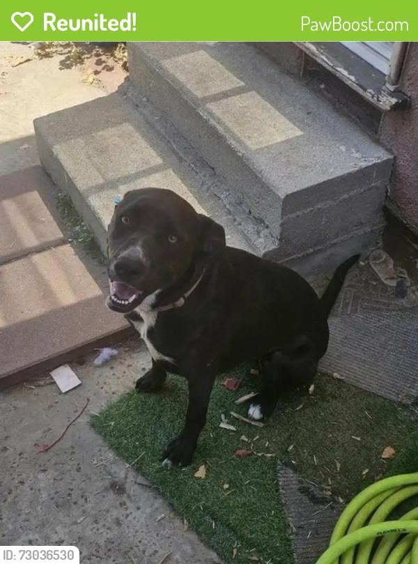 Reunited Female Dog last seen Near Pico Vista Rd, Pico Rivera, CA 90660, USA, Pico Rivera, CA 90660
