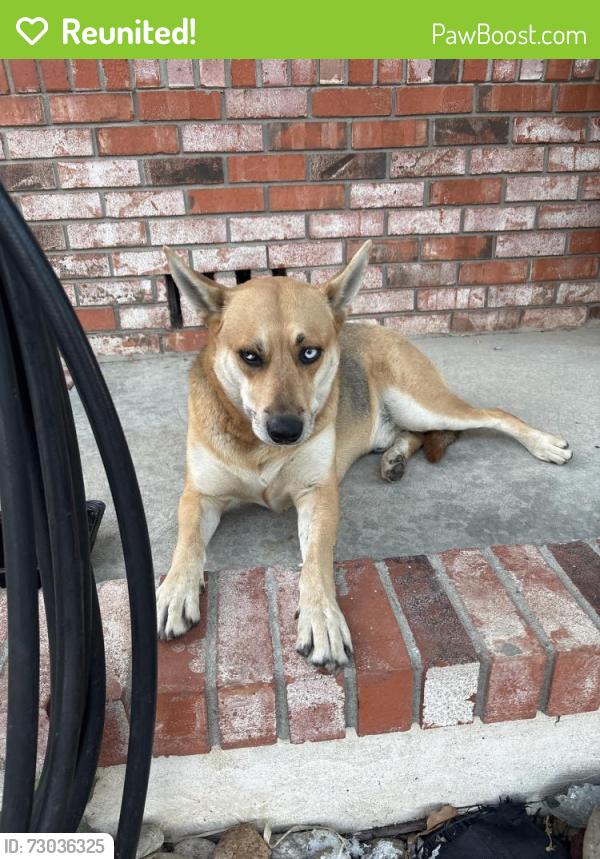 Reunited Male Dog last seen Boulder dr near blue rock Starbucks , Antioch, CA 94509