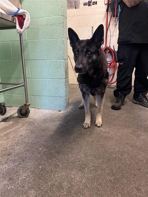 Shelter Stray Female Dog last seen PATERO CIR & MANDY DR, 2127 Front St, Sacramento, CA 95818, USA