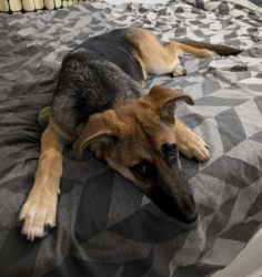 Lost Female Dog last seen Victoria St and Pearson st, Brunswick, VIC 3056