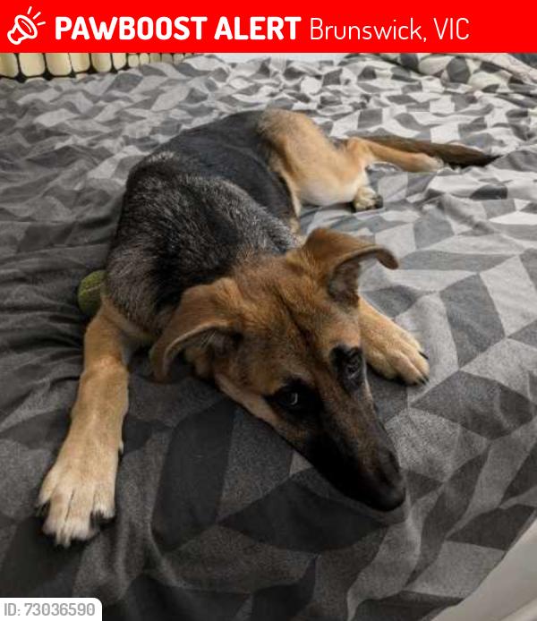 Lost Female Dog last seen Victoria St and Pearson st, Brunswick, VIC 3056