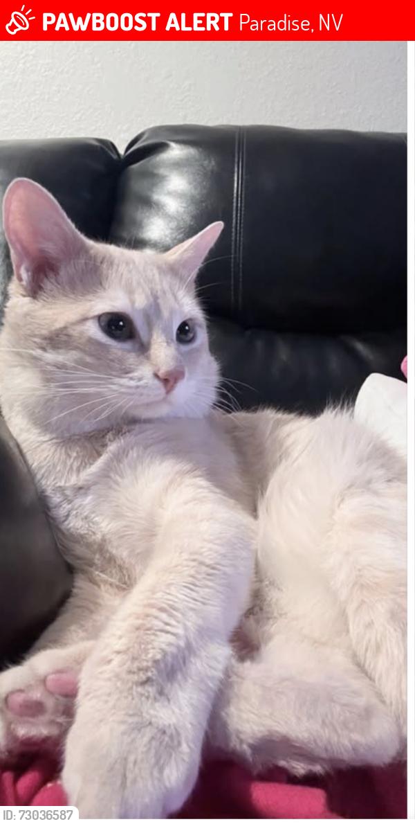 Lost Male Cat last seen Tropicana and Maryland, Paradise, NV 89119