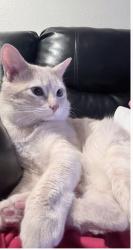 Lost Male Cat last seen Tropicana and Maryland, Paradise, NV 89119
