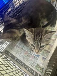 Shelter Stray Female Cat last seen , 1850 W 60th St, Los Angeles, CA 90047, USA
