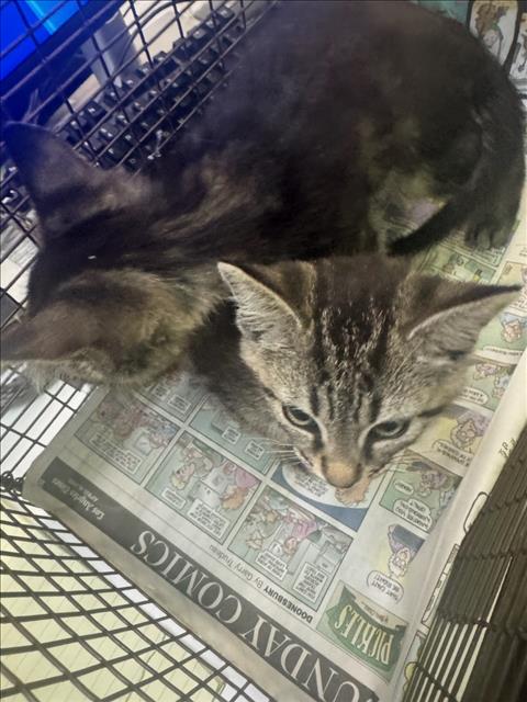 Shelter Stray Female Cat last seen , 1850 W 60th St, Los Angeles, CA 90047, USA
