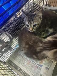 Shelter Stray Male Cat last seen , 1850 W 60th St, Los Angeles, CA 90047, USA
